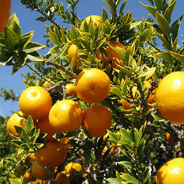 citrus myrtifolia
